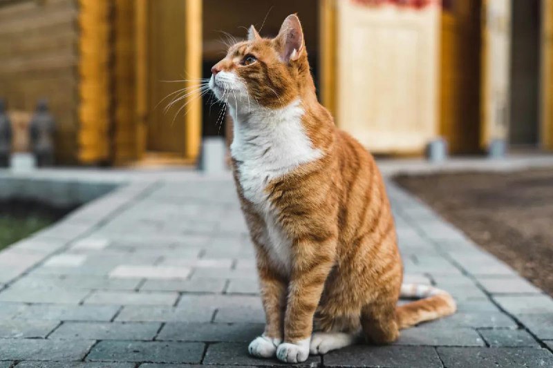 #Life #Pet #Cat💉 猫咪的膀胱炎和膀胱结晶复发，从发作到康复的复盘🐱 熟悉我的朋友或许知道，我有养一只名叫「贝果」的橘色中华田园猫