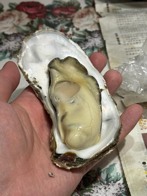 #Life #Food🧨 过年都吃了啥？👋 大家周六（工作日）好，今天照常美食主题推送，想和大家一起聊聊今年过年有哪些吃食