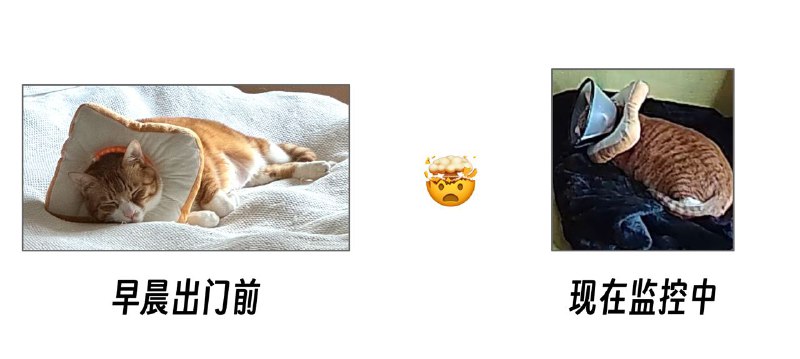 #Life #Cat🫨 我家猫居然会自己带伊丽莎白圈？🧎 请原谅我今天又多推送了一条，因为实在太震惊了